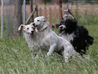 Puppys van Bliss040622-0113